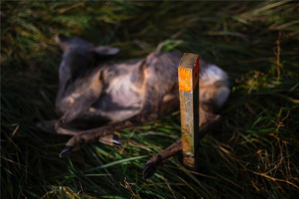 Ausgelegtes Aas soll Wildtiere anlocken. (Archivbild)Sina Schuldt/dpa