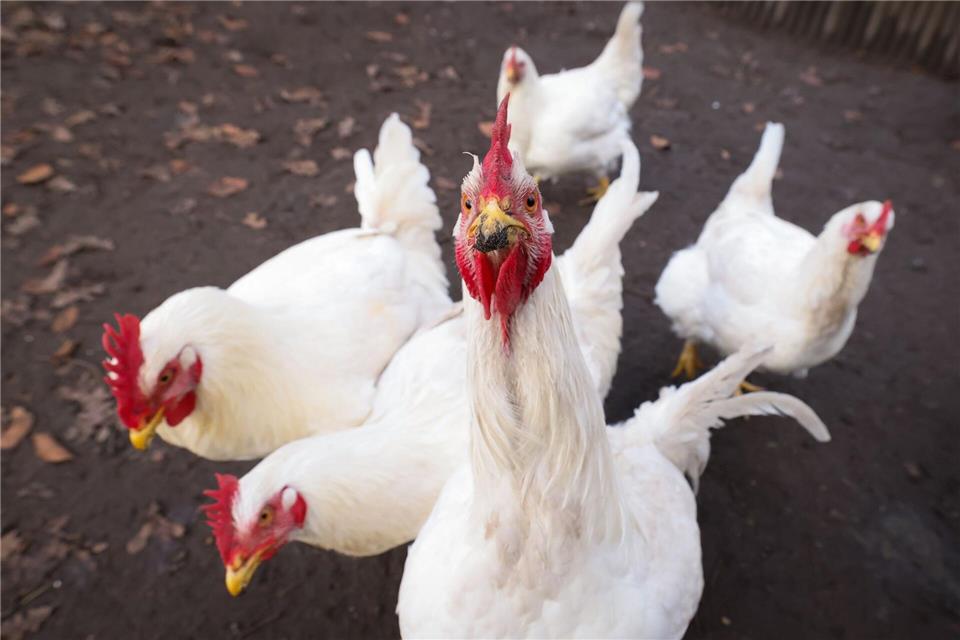 Ausgesetzte Masthühner sind in einem Wald erfroren. (Symbolbild)Christian Charisius/dpa