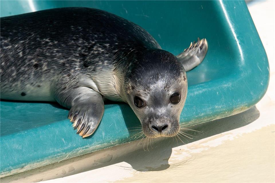 Ausgewildert werden die Tiere, wenn sie mindestens 25 Kilogramm wiegen und ein externer Tierarzt das Ok gegeben hat. (Archivbild)Daniel Bockwoldt/dpa