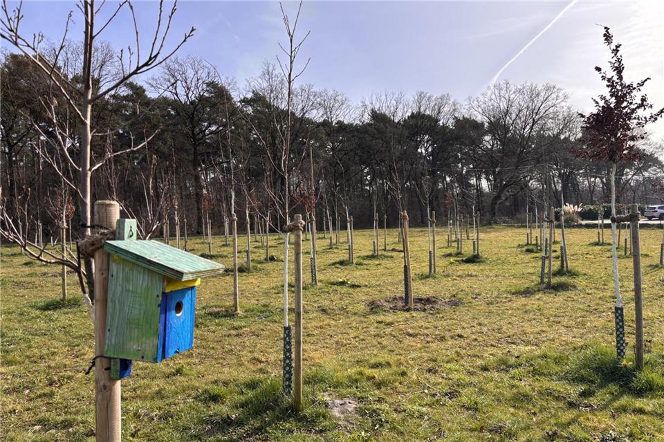 Außer den „Tiny Forests“ gibt es bereits städtisch initiierte und geförderte Baumpflanzaktionen: Am Dülmener Weg hat die Stadt 2024 einen kleinen „Zukunftswald“ angelegt. Wie bei den „Kinderbaumalleen“ kann hier anlässlich der Geburt eines Kindes oder Enkels ein Baum gepflanzt werden.