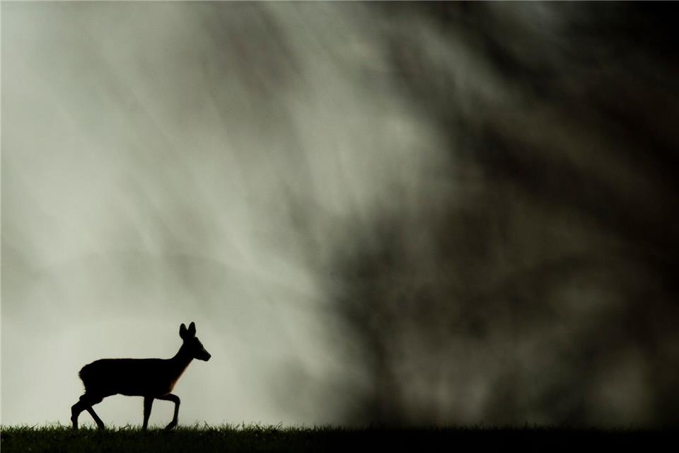 Autofahrer sollten besonders in den frühen Morgenstunden aufmerksam sein. (Symbolbild) Julian Stratenschulte/dpa