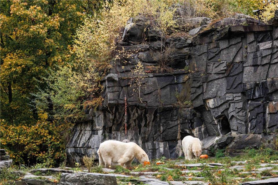 Halloween-Snack für Tonja und Hertha: Kürbis mit Honigmelone  Azubis aus dem ersten Lehrjahr hatten die Kürbisse verziert.Carsten Koall/dpa