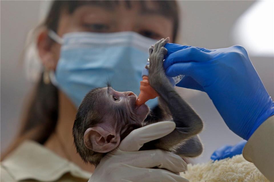 Baby Yuji wird von Pflegern im Zoo der Stadt Guadalajara versorgt. Fernando Carranza Garcia/dpa