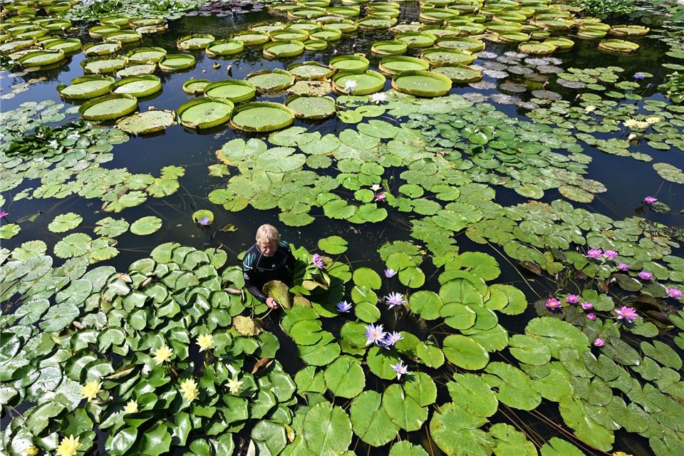 Bilder des Tages Bad im Seerosenteich - Gärtner Achim bei der PflanzenpflegeBernd Wei�brod/dpa