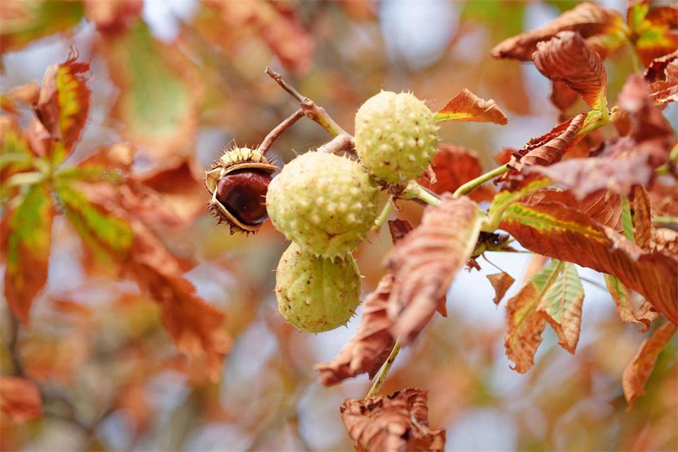 Baden-Württemberg im Herbst: Kastanien zwischen gelb-braunen Blättern am BaumUwe Anspach/dpa