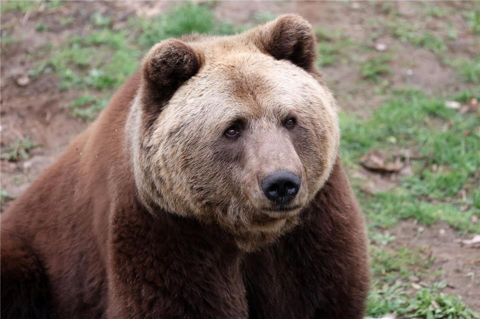 Bär Felix war 2007 aus dem Schwarzwaldpark Löffingen in den Bärenwald Müritz gekommen. (Archivbild)Bernd Wüstneck/dpa