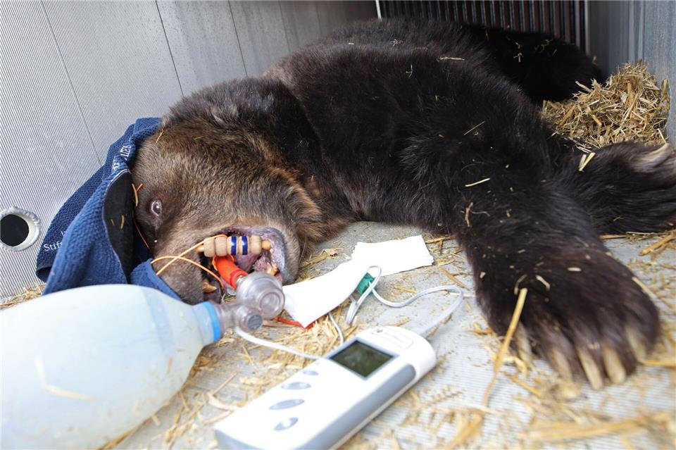 Bär zieht um - Braunbärin Teddy betäubtMatthias Bein/dpa