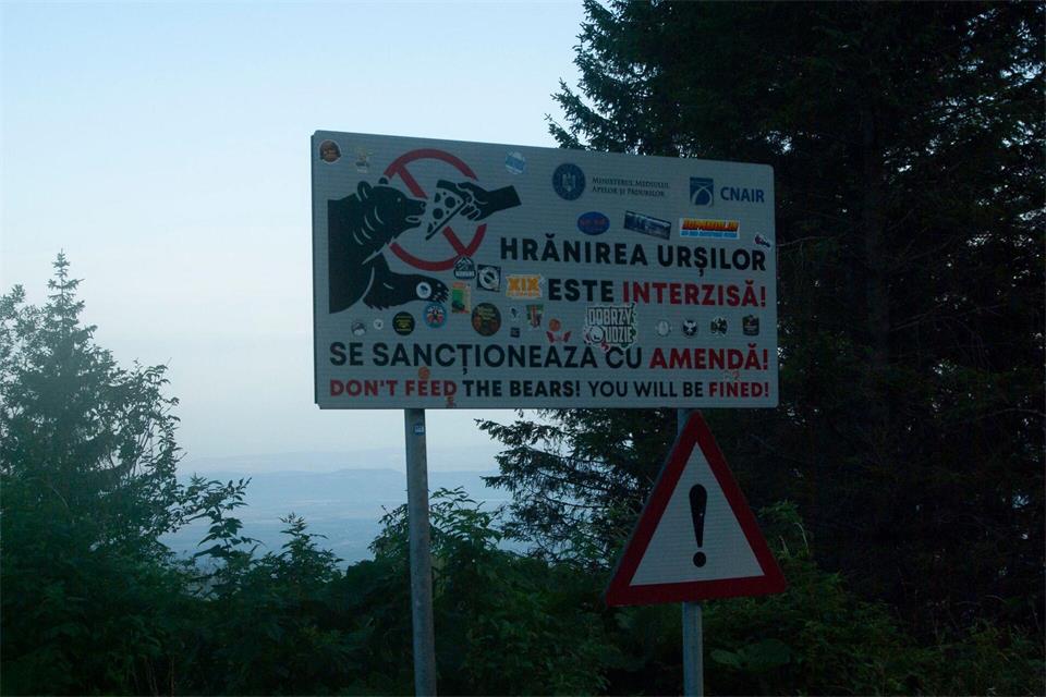 Bären füttern ist in Rumänien streng verboten, weil es die Tiere den Menschen gefährlich nahe bringt. (Archivbild)Kathrin Lauer/dpa