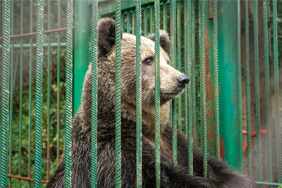 Bärin Mici kommt doch nicht nach Deutschland, sondern in einen Tierpark nach Österreich. Timon Hozo/Vier Pfoten/dpa