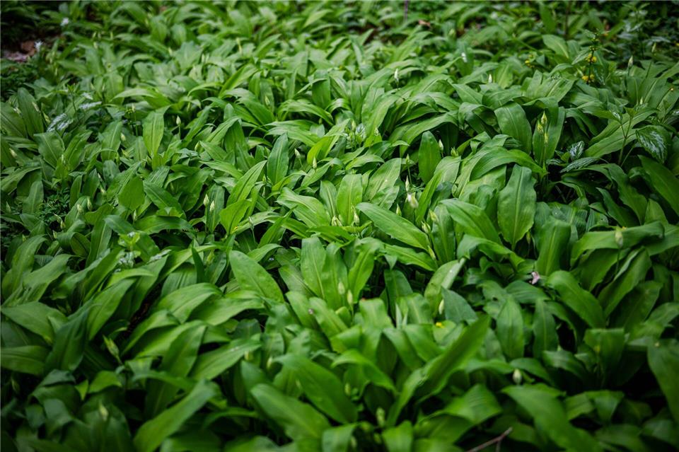 Bärlauch im Wald darf für den Eigenbedarf gepflückt werden. Jedoch nicht überall. (Symbolbild)Sina Schuldt/dpa