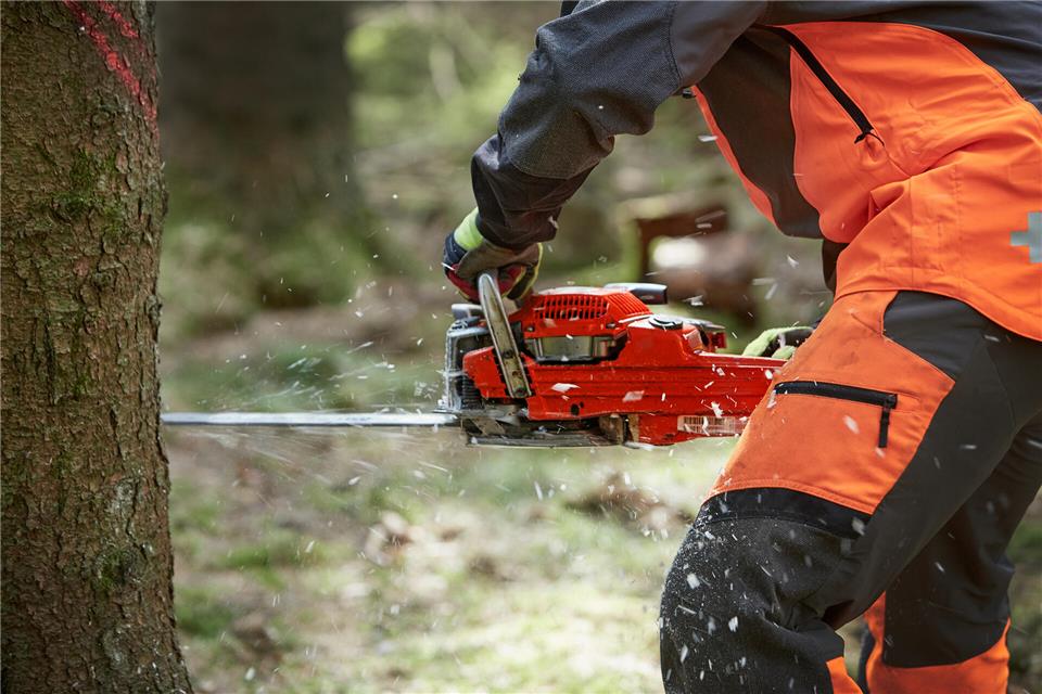 Bäume dürfen in den Wäldern das ganze Jahr über gefällt werden. Die Hochsaison dafür sind allerdings die Wintermonate.