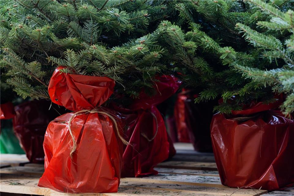 Bäume im Topf können mehr als ein Weihnachtsfest erleben - aber nicht immer.picture alliance/dpa