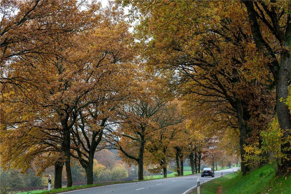 Wenn der Herbst Arbeit macht Bäume lassen im Herbst ihre Blätter fallen, um Energie zu sparen. (Symbolbild)Harald Tittel/dpa