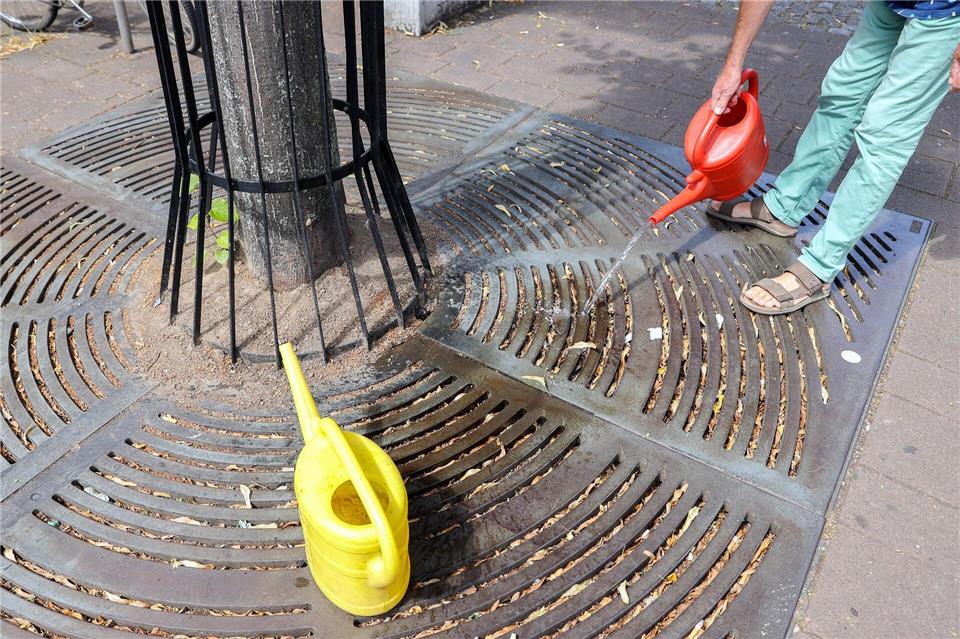 Bäume sind ein wichtiges Element in den Plänen der klimaresilienten Modellstädte. (Symbolbild)Jan Woitas/dpa-Zentralbild/dpa