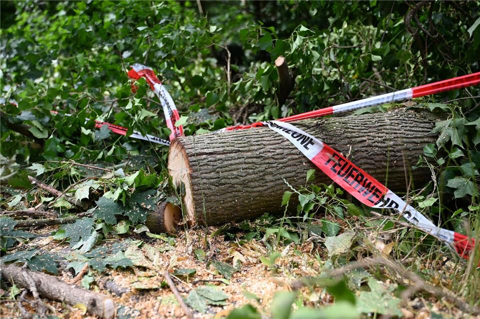 Bäume wurden bei dem Unwetter umgeworfen.Michael Brandt/dpa