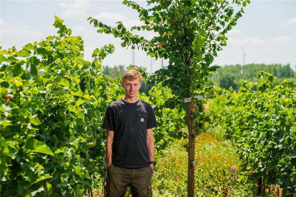Bäume zwischen Weinreben sind für Winzer Felix Hemer eine Investition in die Zukunft.Andreas Arnold/dpa