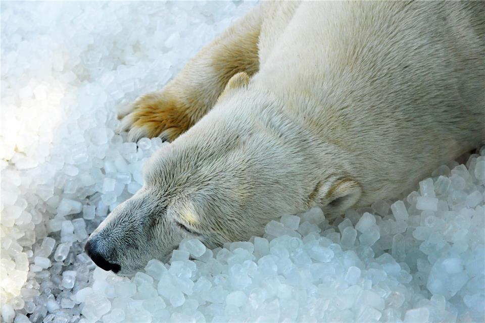 Bald bekommen die Eisbären im Prager Zoo ein neues Gehege.Michael Heitmann/dpa