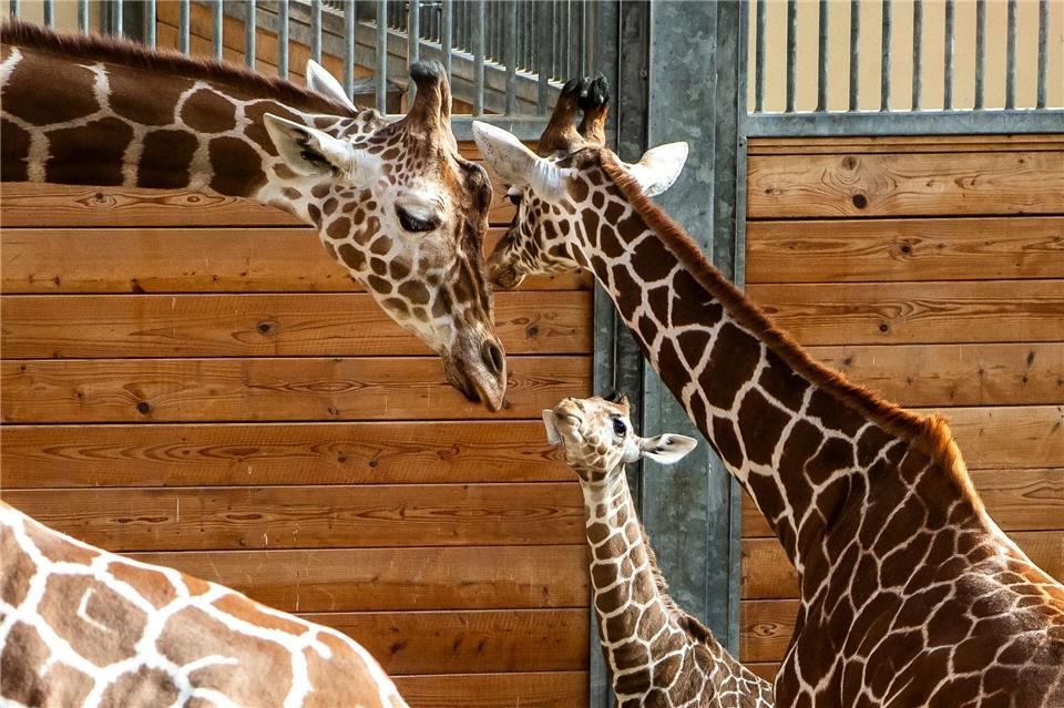Bald darf Mumbi auch das Außengelände entdecken – zusammen mit ihrer Giraffenherde und anderen Tierarten wie Zebras, Gnus und Impalas.Andreas Arnold/dpa