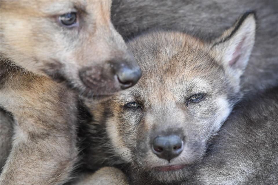 Bald könnten sich Wolfswelpen im Südwesten herumtreiben. (Archivbild)Patrick Pleul/dpa-Zentralbild/dpa