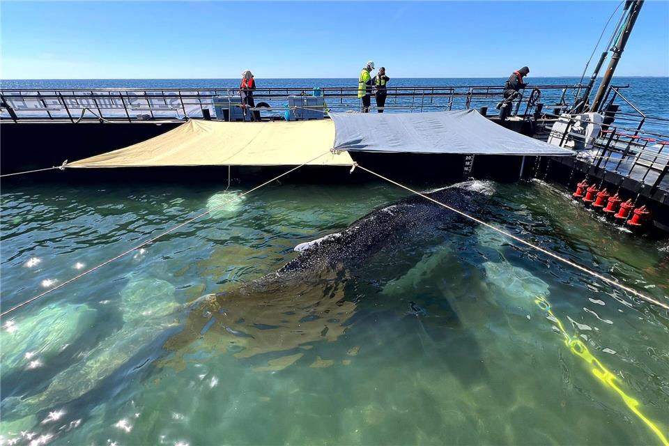 Bald soll der Buckelwal vom Kahn schwimmen. Jens Schwarck/Rettungsinitiative/dpa
