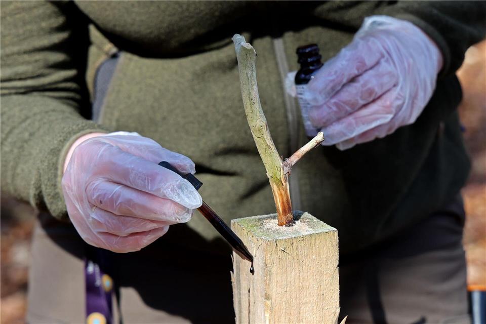 Baldrianextrakt soll Wildkatzen-Pheromon nahe kommen und damit unwiderstehlich für Kater sein.Bernd Wüstneck/dpa