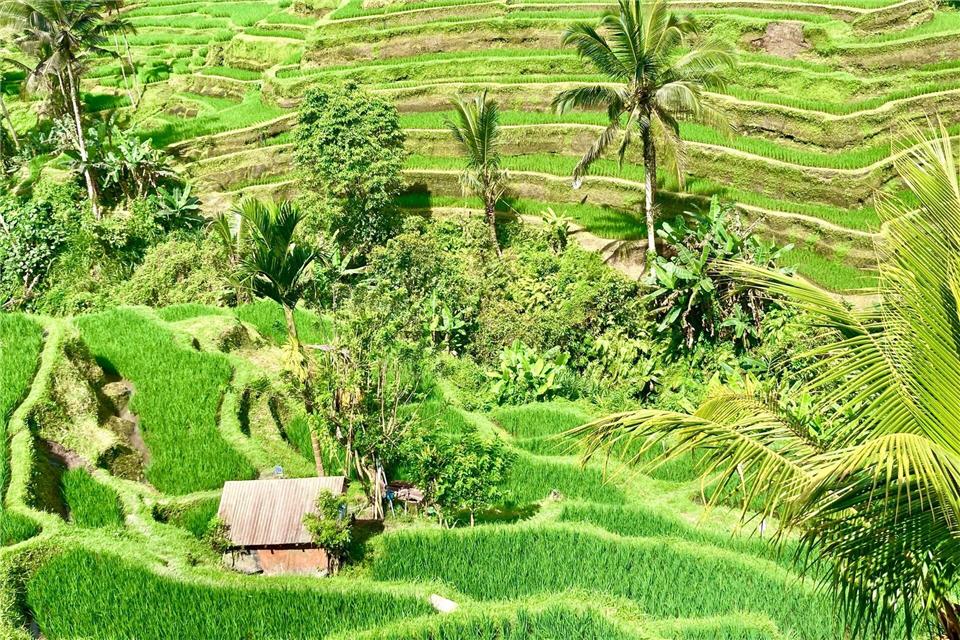 Bali ist bei Urlaubern aus aller Welt wegen seiner herrlichen Landschaften und idyllischen Reisterrassen beliebt. (Archivbild)Carola Frentzen/dpa
