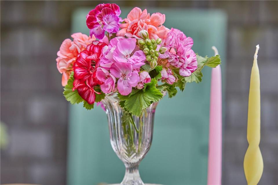 Balkonklassiker als Tischdeko: Für die Vase eignen sich laut PfE besonders stehende Geranien, Edel-, Duft- und Schmetterlingsgeranien.mettekrull.com/Pelargonium for Europe/dpa-tmn