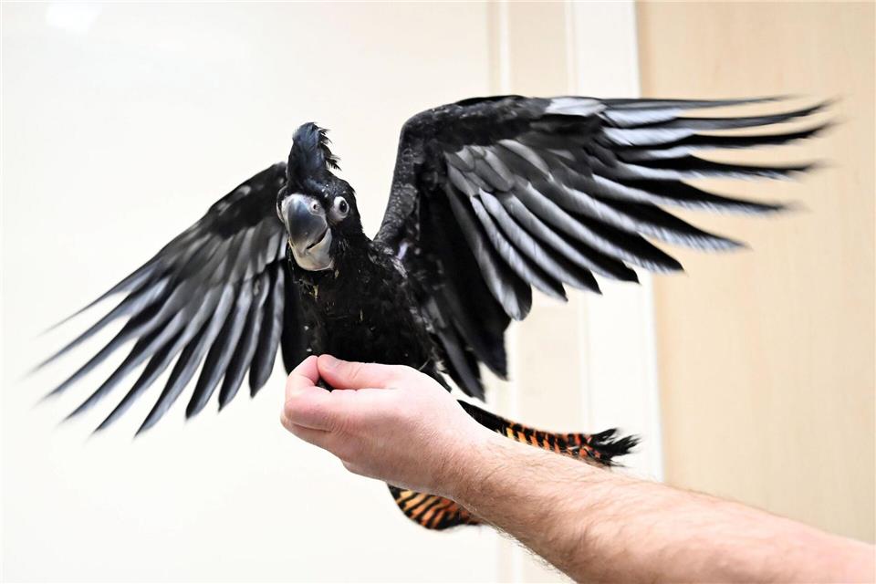 Banks-Rabenkakadus sind eine zoologische Rarität in Deutschland.Uli Deck/dpa