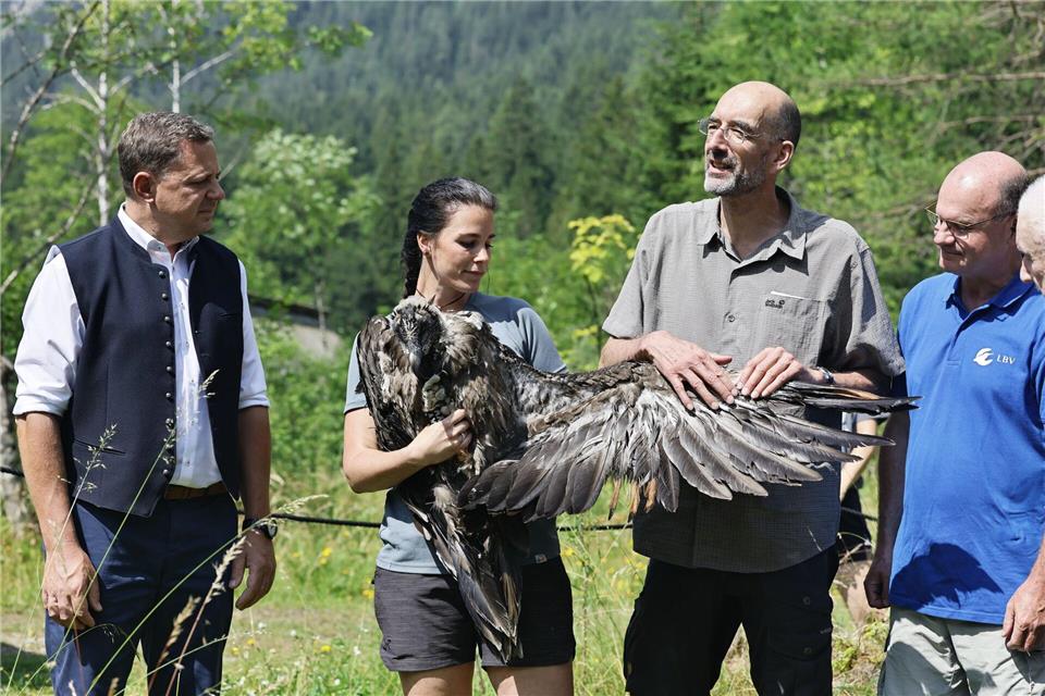Bartgeier Zierli wurde zusammen mit Jungtier Alosa zur Auswilderungsnische im Klausbachtal gebracht.  Michael Koller/LBV/dpa