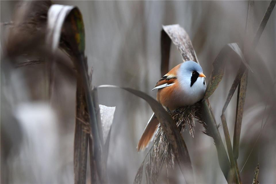 Bartmeise siedelt sich langsam wieder in Rheinland-Pfalz an. (Archivbild)Felix Kästle/dpa