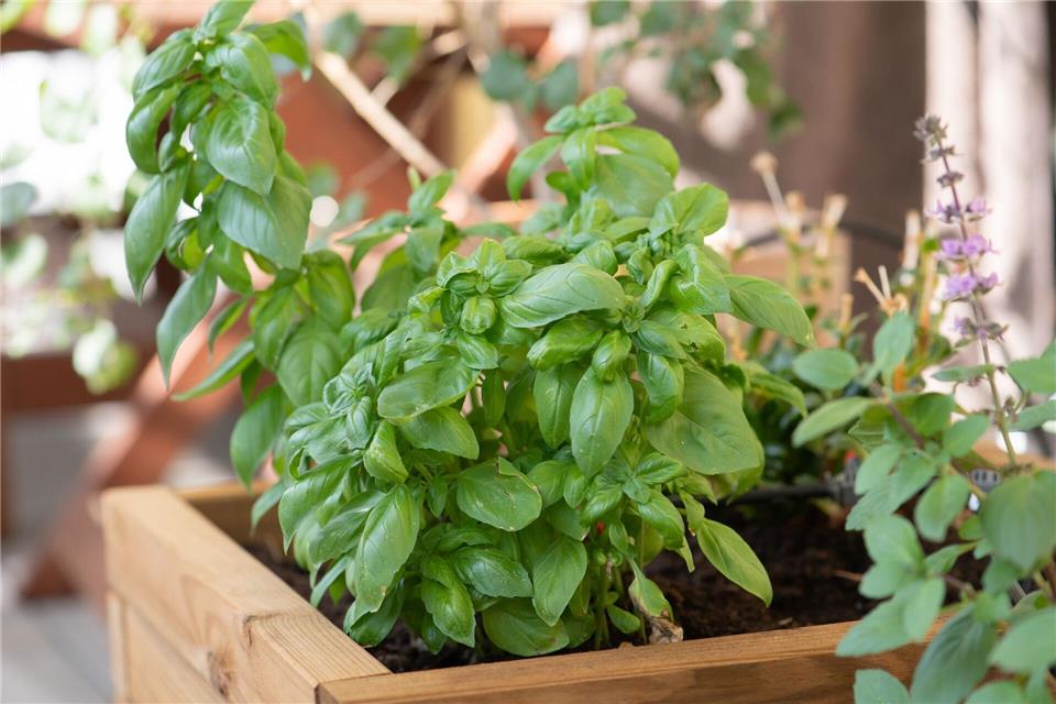Basilikum wächst gut neben Petersilie, Rosmarin oder Oregano – mit Dill oder Salbei verträgt er sich weniger.picture alliance / dpa Themendienst