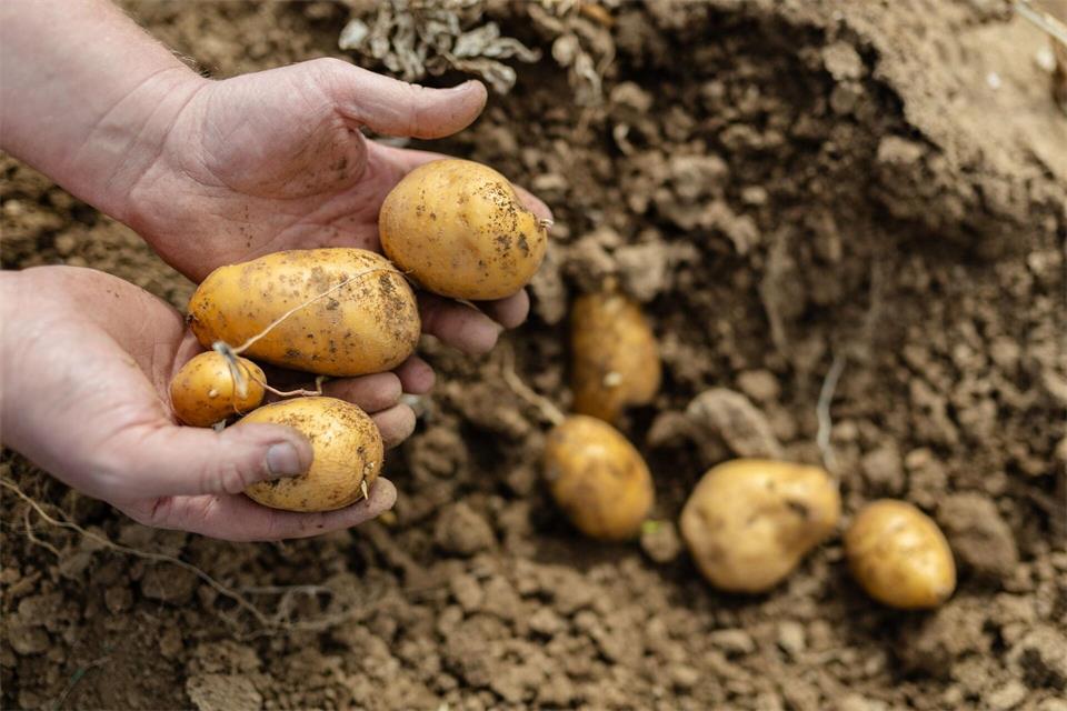 Bauern sorgen für Nachschub: Die Kartoffeln landen gepellt auf dem Teller oder werden zu Salat, Pommes und Chips verarbeitet. (Archivbild)Christoph Schmidt/dpa
