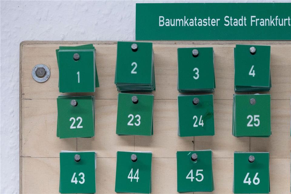 Baumkontrollen im öffentlichen Grün werden durch die Grünflächenämter der Kommunen regelmäßig durchgeführt. (Archivbild)Hannes P. Albert/dpa