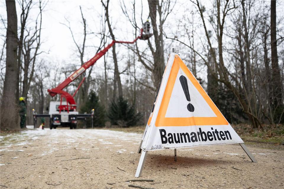 Baumpflegemaßnahmen im Großen Garten Dresden sollen ab März 2026 viele Sperrungen überflüssig machen.Sebastian Kahnert/dpa