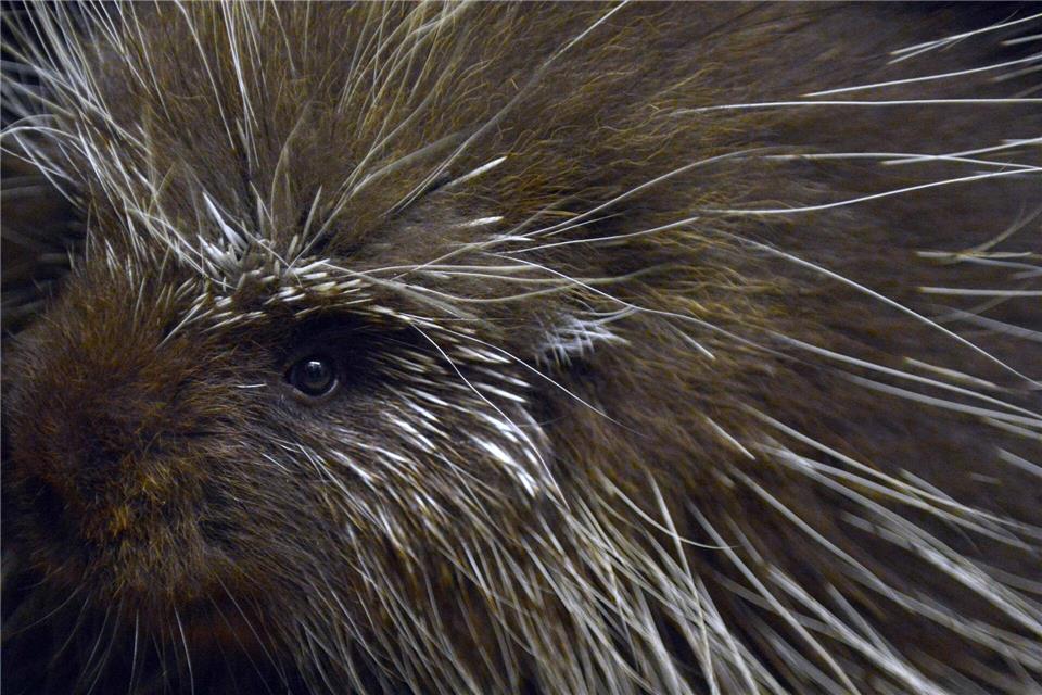 Baumstachler können unmittelbar nach der Geburt schon klettern. (Archivbild)picture alliance / dpa