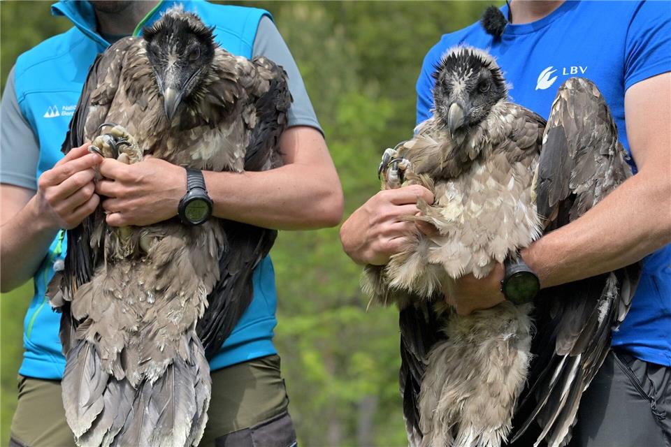 Bavaria gehörte zusammen mit Wally zum ersten Jahrgang der ausgewilderten Bartgeier (Archivbild).Peter Kneffel/dpa