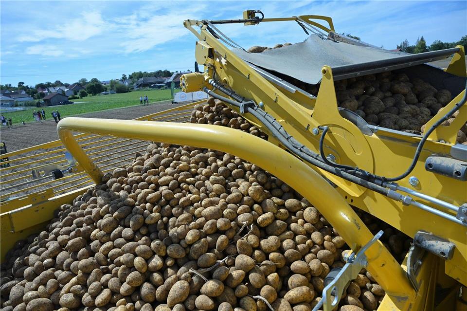 Bayerns Anbaufläche für Kartoffeln wächst - Schädling droht Bayerns Landwirte erwarten in diesem Jahr eine gute Kartoffelernte.Peter Kneffel/dpa