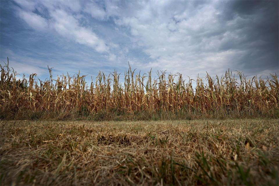 Bayerns Landwirtschaft leidet unter Trockenheit. (Symbolbild)Karl-Josef Hildenbrand/dpa