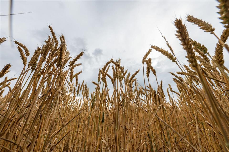 Bayerns Landwirtschaftsministerin Kaniber will keine Abhängigkeit bei Grundnahrungsmitteln. (Symbolbild)Silas Stein/dpa