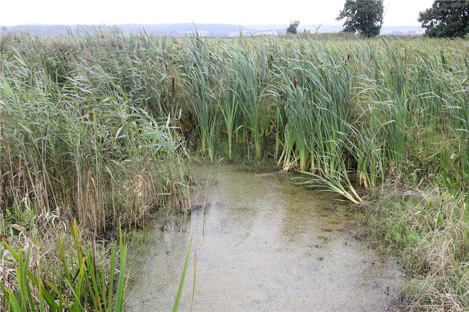 Bayerns Moore sollen wieder nässer werden. Auch sogenannte Paludikulturen, das heißt Pflanzen wie Schilf, lassen sich wirtschaftlich nutzen.Bernd Wüstneck/dpa-Zentralbild/dpa