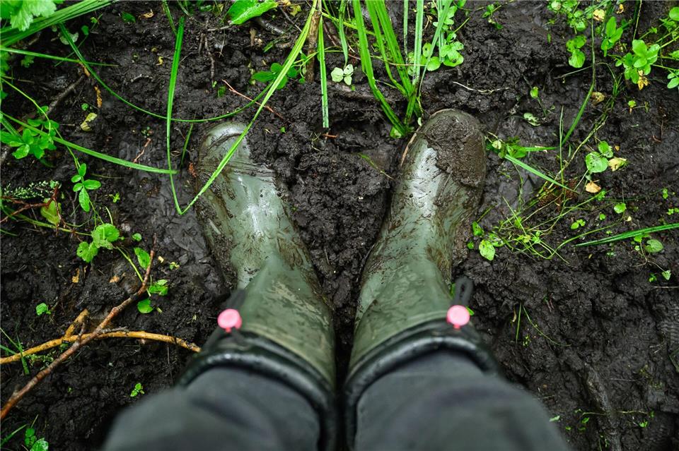 Bayerns Moore sollen wieder nässer werden. Auch sogenannte Paludikulturen, das heißt Pflanzen wie Schilf, lassen sich wirtschaftlich nutzen.Patrick Pleul/dpa