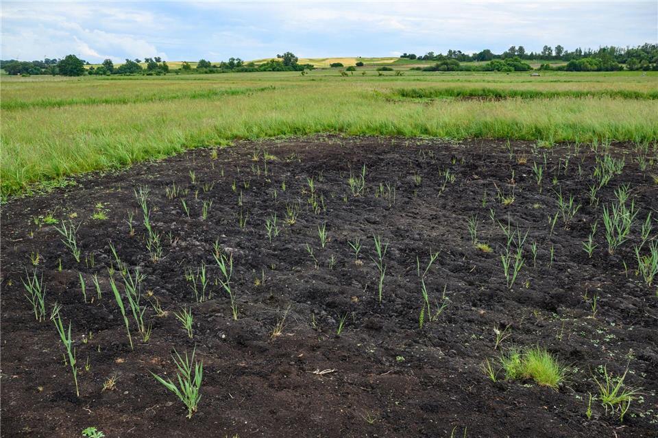 Bayerns Moore sollen wieder nässer werden. Auch sogenannte Paludikulturen, das heißt Pflanzen wie Schilf, lassen sich wirtschaftlich nutzen.Patrick Pleul/dpa