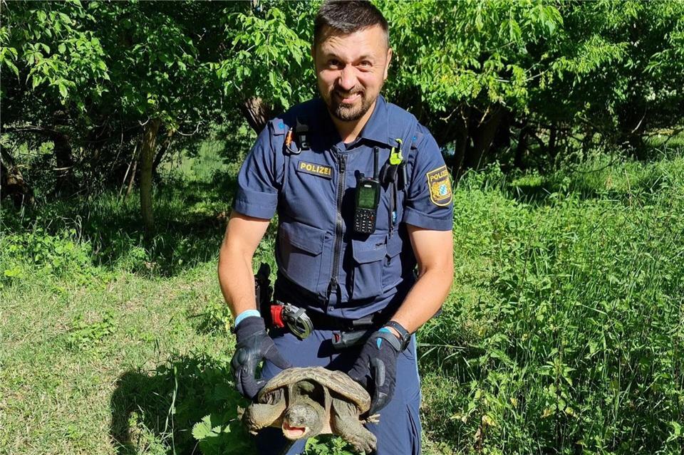 Beamte nahmen das Tier mit zur Polizeiinspektion Ochsenfurt, nachdem die Schildkröte auf einem Fahrradweg bei Sommerhausen gefunden worden war. (Foto: PP Unterfranken)-/Polizeipräsidium Unterfranken/dpa