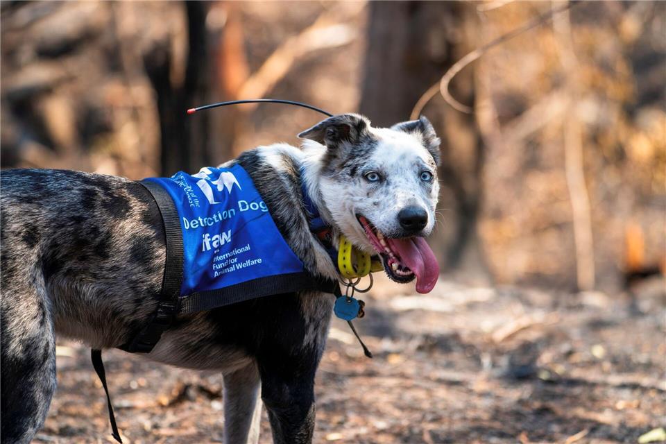 Bear wurde mit seiner feinen Nase im „Schwarzen Sommer“ weltberühmt. (Archivbild)Tyson Mayr/IFAW/dpa