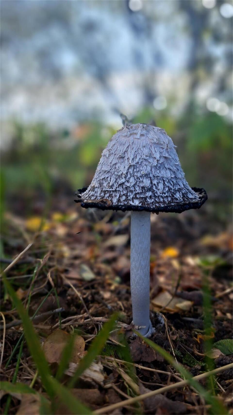 Beate Krienke entdeckte diesen Pilz. 