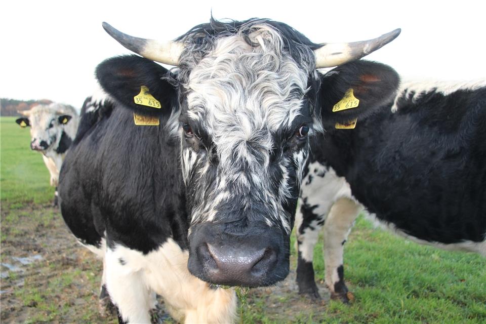 Beeindruckend, aber handzahm: Die Pustertaler Sprinzen gelten aus ruhige Tiere.