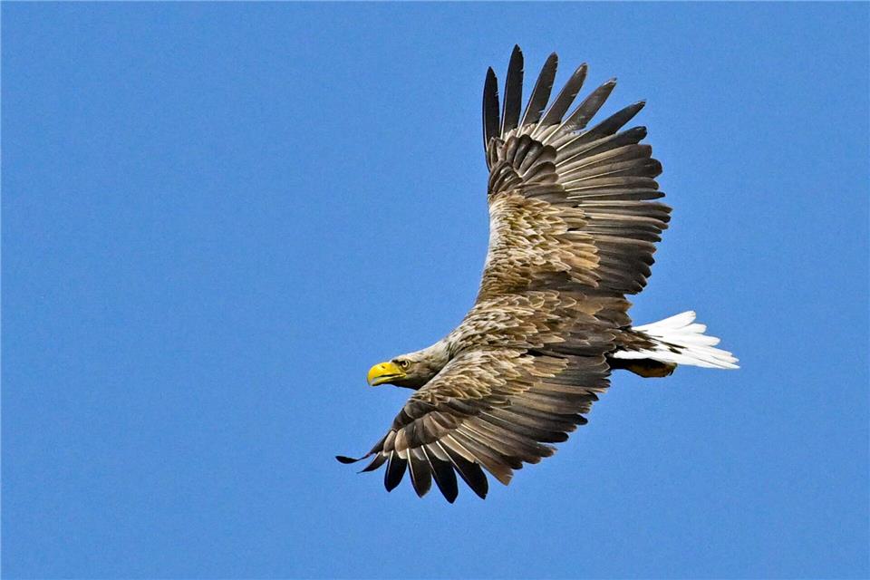 Beeindruckende Erscheinung: Der Seeadler gilt mit einer Flügelspannweite von bis zu 2,60 Metern als größter europäischer Greifvogel.picture alliance/dpa