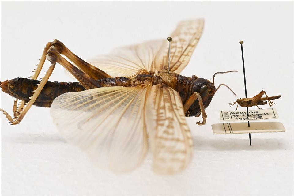 Beeindruckender Größenunterschied: Während die Dornschrecke (rechts) hierzulande häufig vorkommt, werden Wanderheuschrecken (links) eher in Terrarien gehalten.Uli Deck/dpa