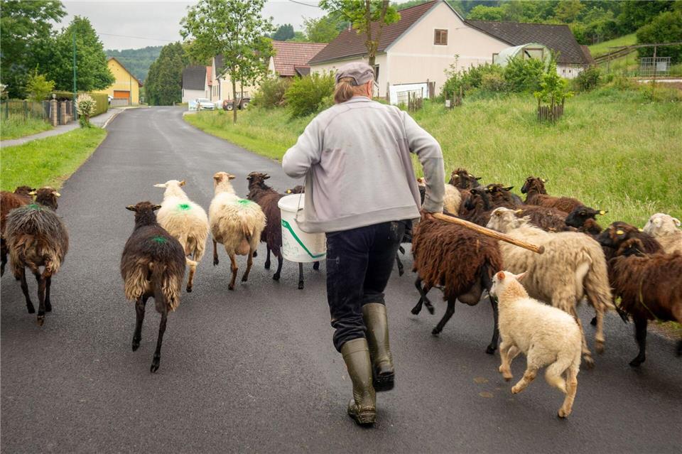 Begegnung auf der Radstrecke in Oberdrosen: laufender Hirte und seine Schafe.Andreas Drouve/dpa-tmn