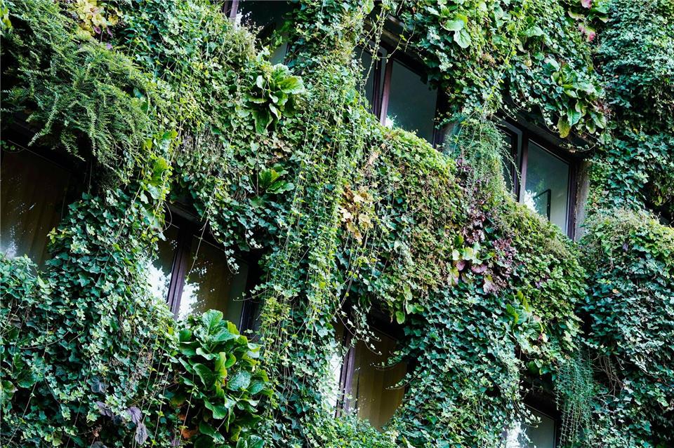 Stadt-Begrünung könnte Zahl der Hitzeopfer deutlich senken Begrünte Fassade an einem Haus in Mannheim. (Archivbild)Uwe Anspach/dpa